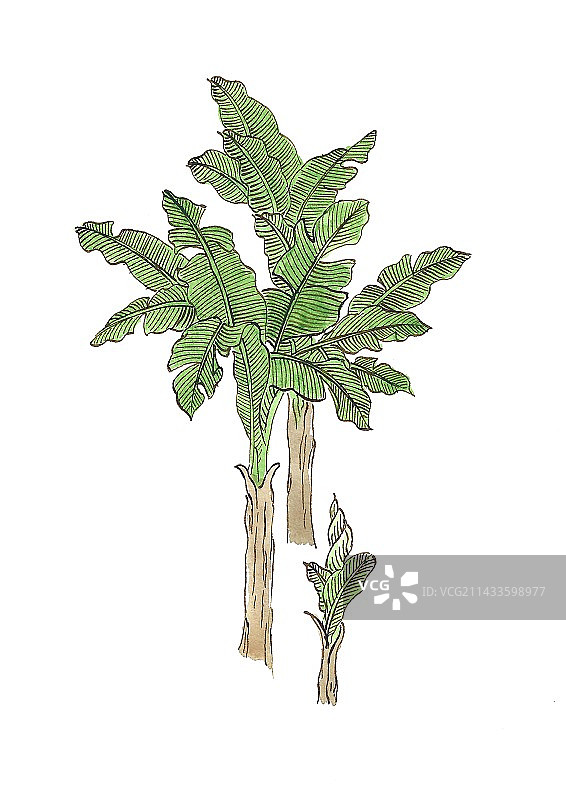 手绘水彩插画芭蕉图片素材