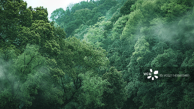 苍翠山林图片素材