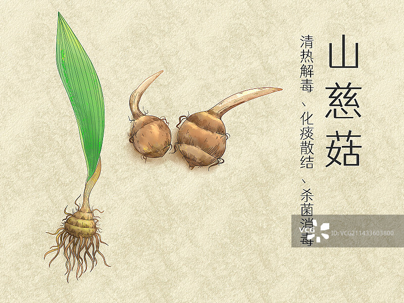 手绘水彩中药药材山慈菇插画设计模板图片素材