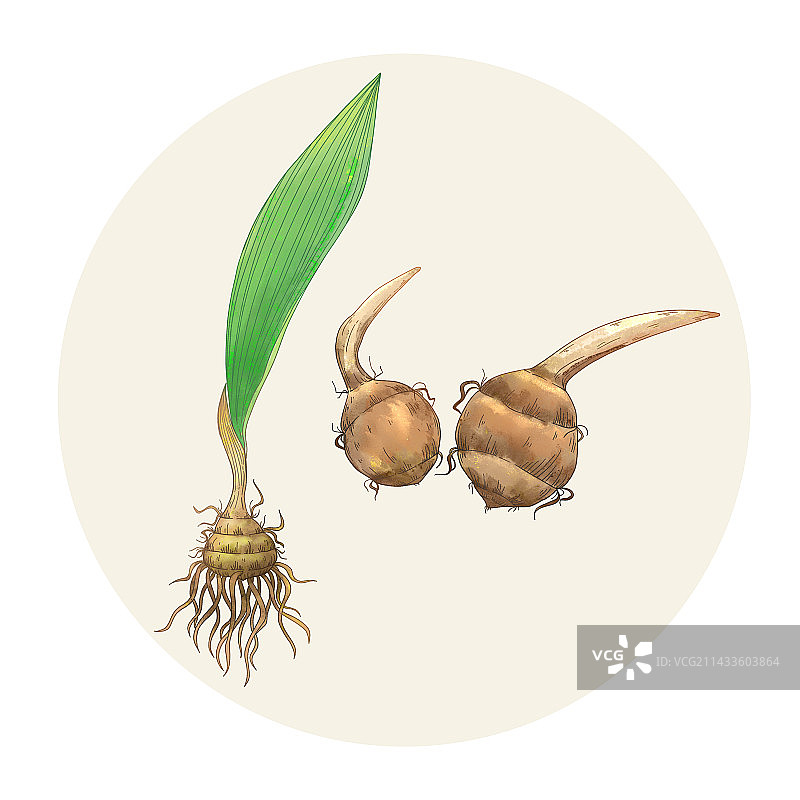 手绘水彩中药药材山慈菇图片素材