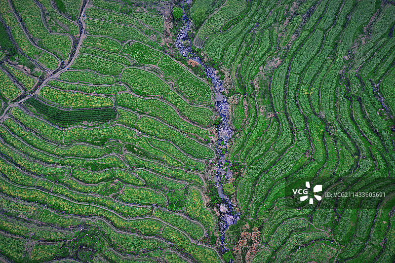 覆栀山（梯田油菜风光）图片素材