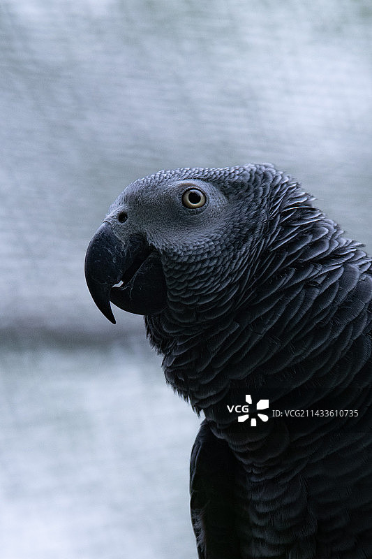 中美洲蓝皮鹦鹉图片素材