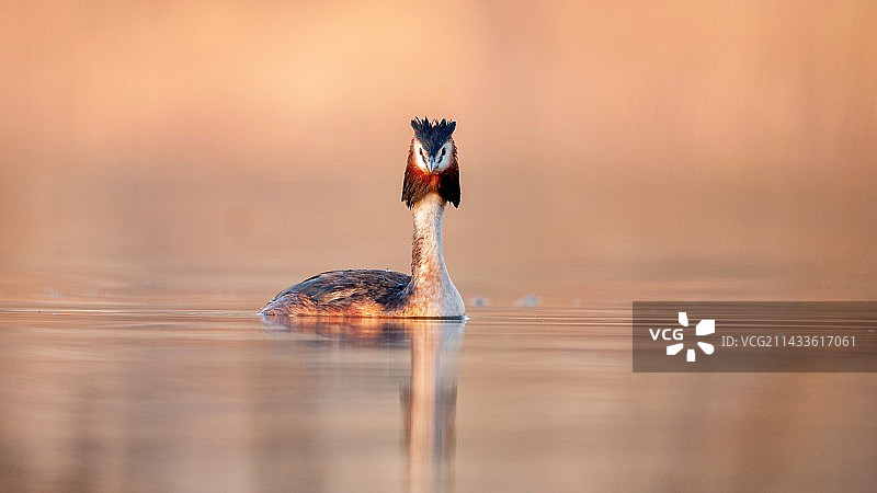 一只水鸟在水中游泳图片素材