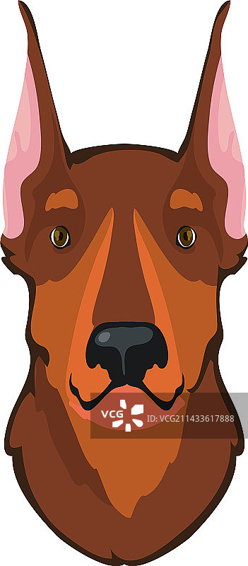 棕色杜宾犬面部图片素材