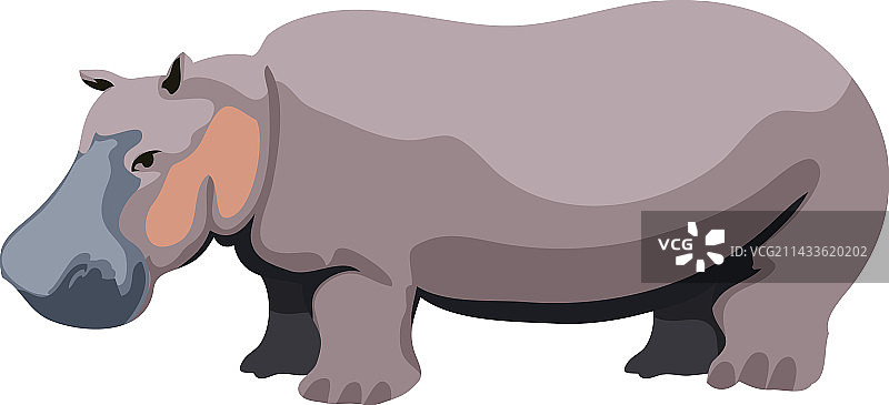 野生河马设计图片素材