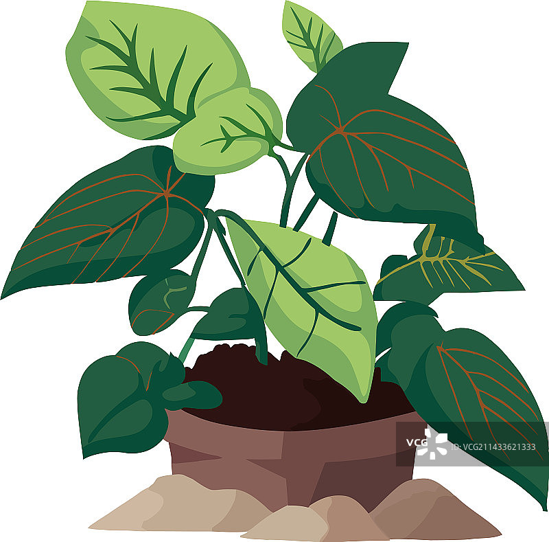 绿色盆栽植物图片素材