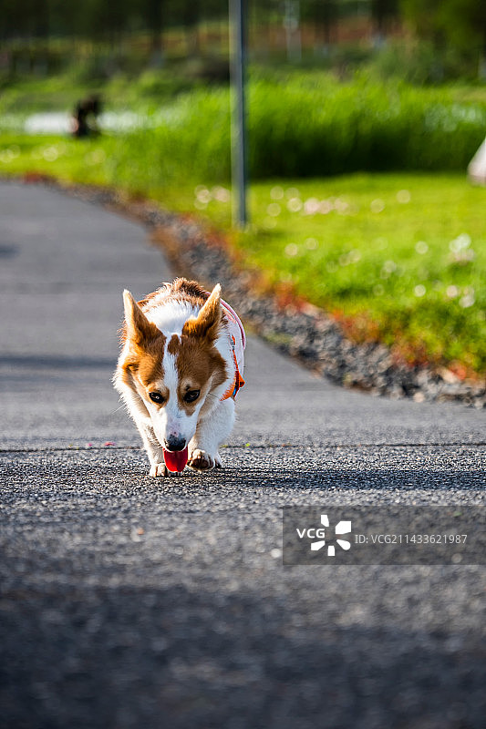 洋湖湿地公园柯基图片素材