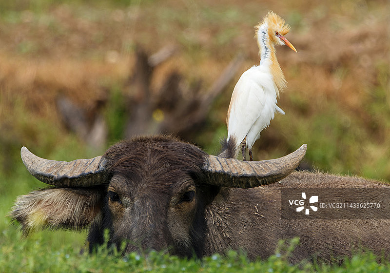 牛背鹭图片素材