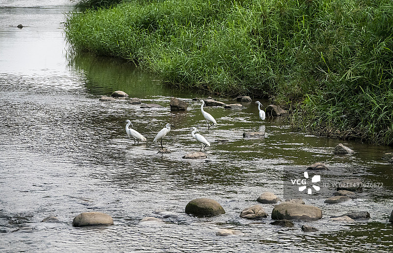 深圳福田河中的鸟类&小河白鹭图片素材