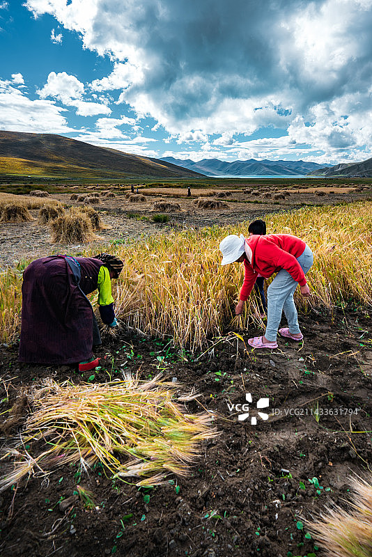 蓝天白云下金黄色青稞田收割青稞的劳动人民图片素材