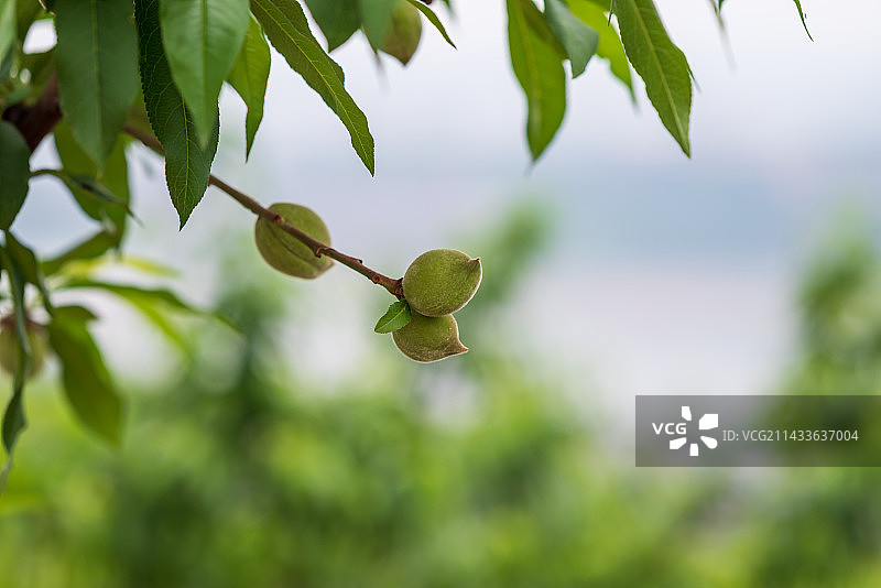 树上生长还未成熟的桃子图片素材