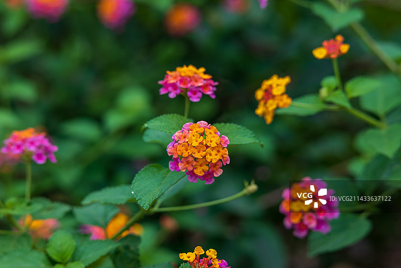花园盛开的五色梅马樱丹图片素材