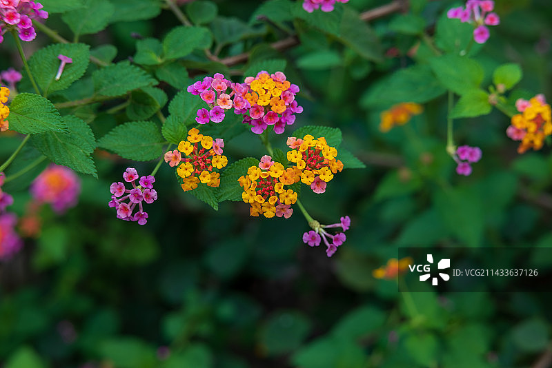 花园盛开的五色梅马樱丹图片素材