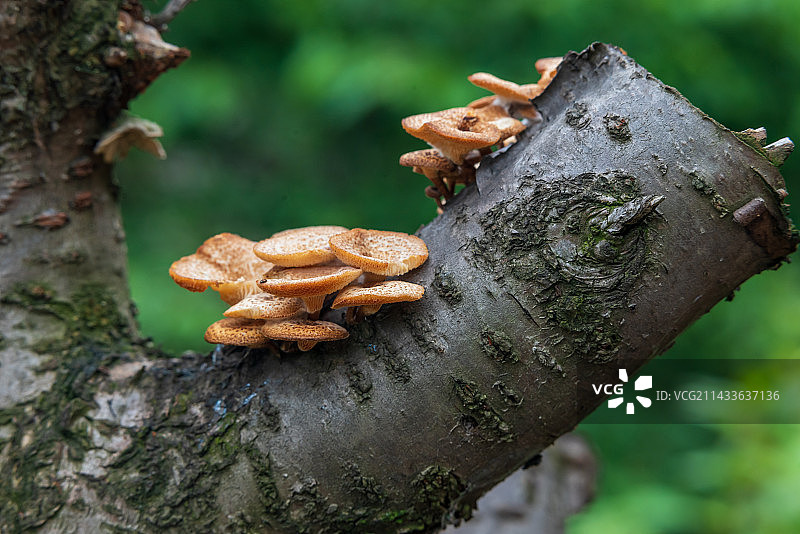 树上生长的野生虎掌菌图片素材