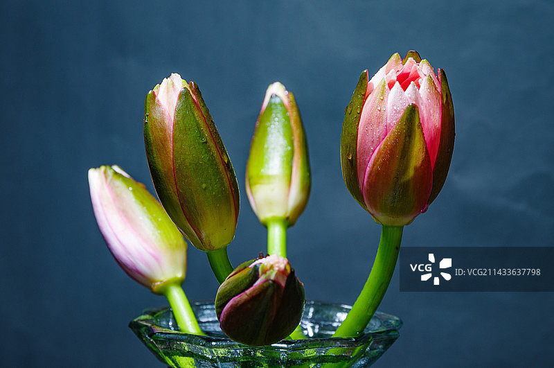 唯美睡莲花骨朵图片素材