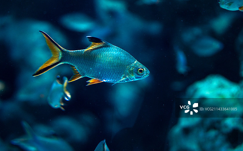 鱼在水族馆游泳的特写镜头图片素材