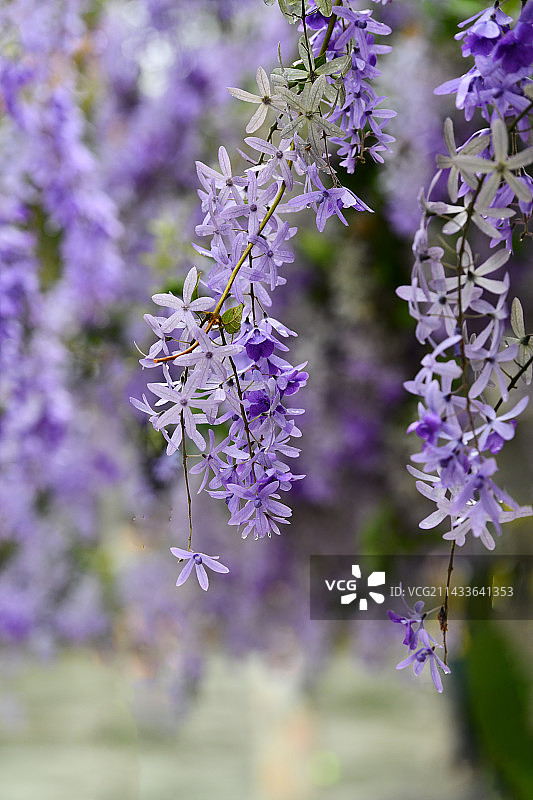 蓝花藤图片素材