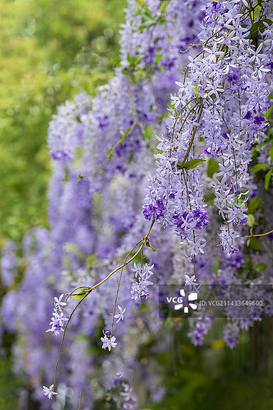 蓝花藤图片素材