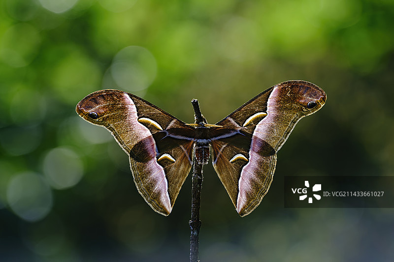 王氏樗天蚕蛾图片素材