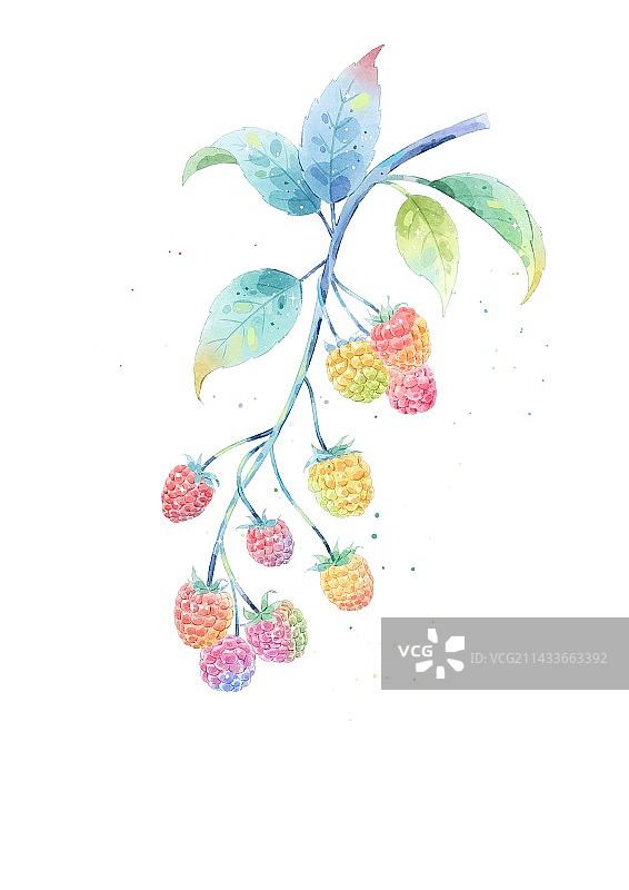 梦幻树莓图片素材