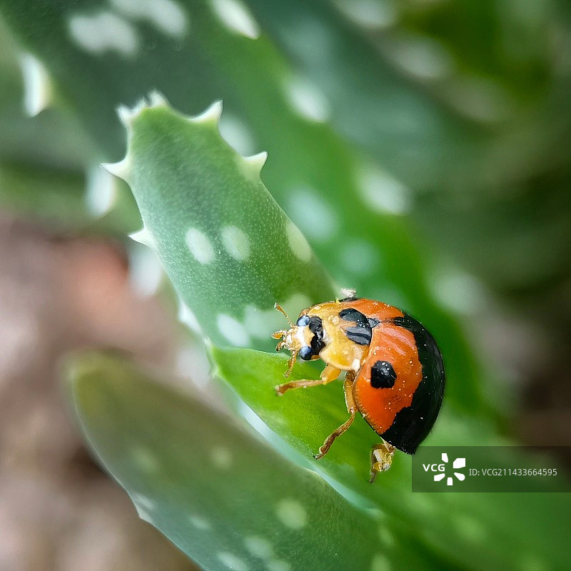 花大姐（芦荟叶上瓢虫的特写镜头）图片素材