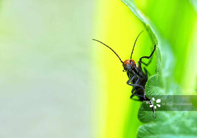 叶上昆虫特写镜头（芜菁）图片素材