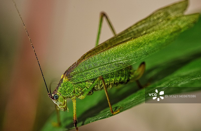 植物上昆虫特写镜头图片素材