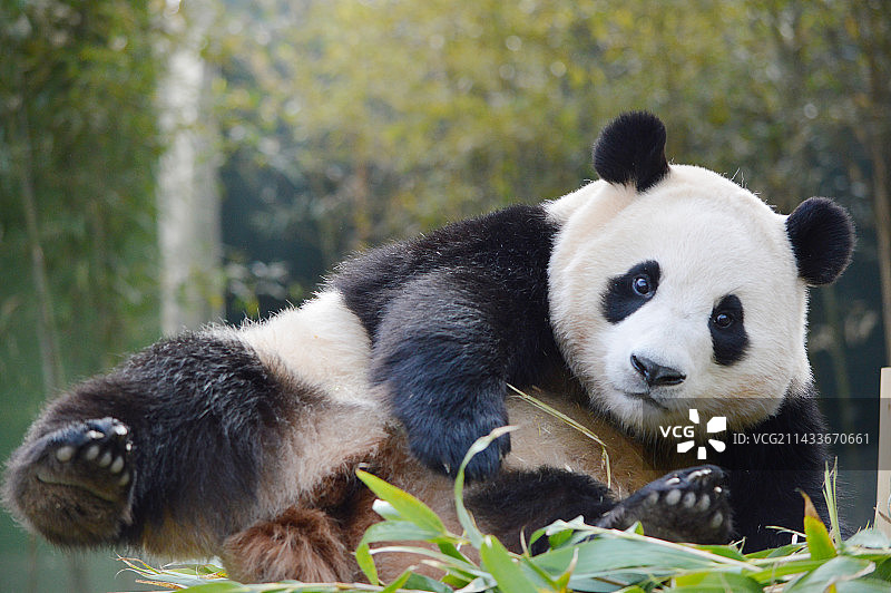 大熊猫福宝图片素材