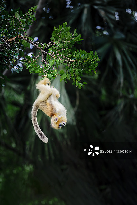 倒立的小金丝猴图片素材