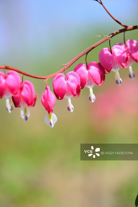 荷包牡丹1图片素材