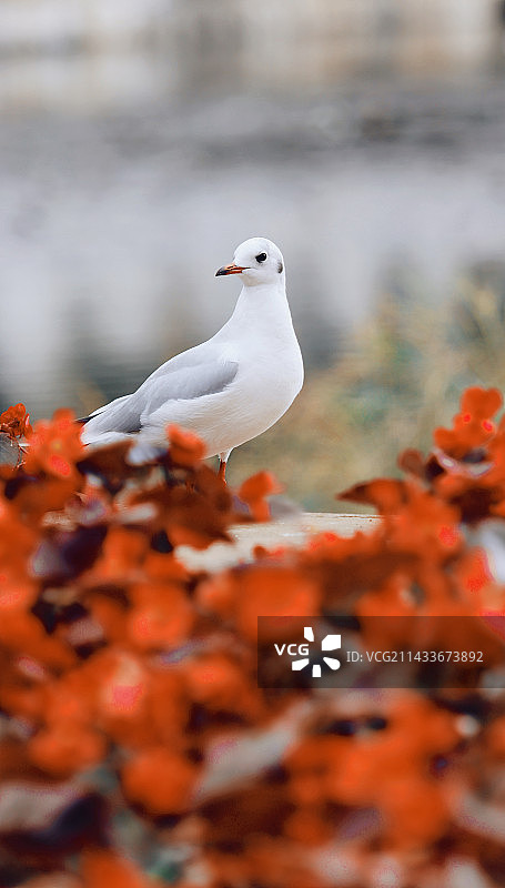 海鸥，天空图片素材
