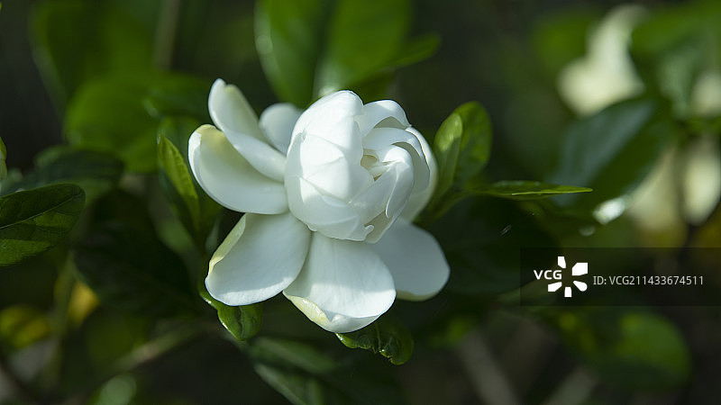 栀子花白色花图片素材