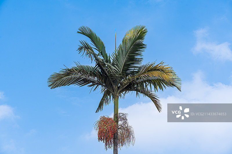 晴朗天空下棕榈树的低角度视图特写，果实，蓝天白云图片素材