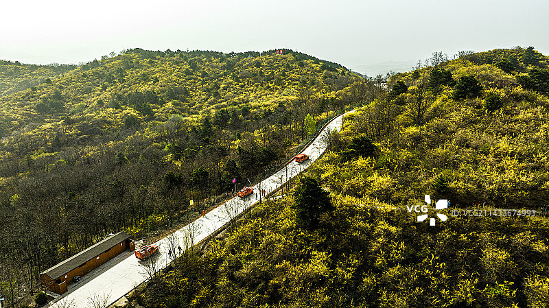 安泽黄花岭花海图片素材