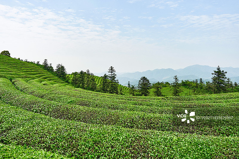 宁波福泉山顶翠绿茶园图片素材