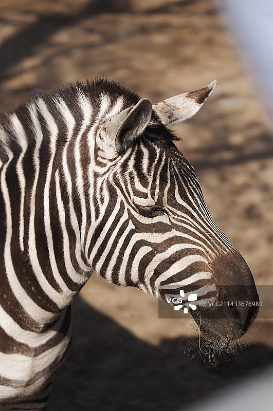 动物园随拍图片素材