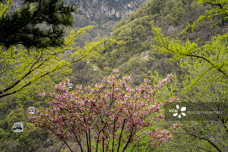 泰山中天门春意正浓图片素材