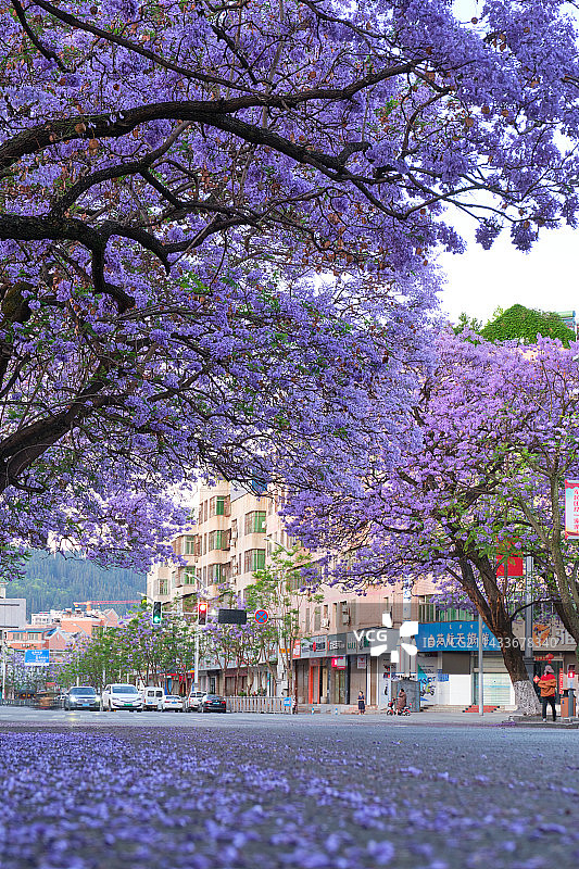 西昌航天北路蓝花楹图片素材