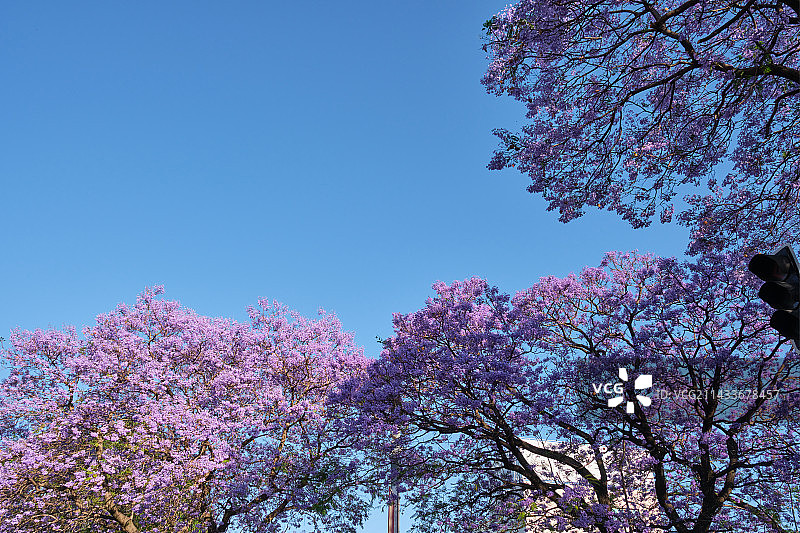 西昌蓝花楹图片素材