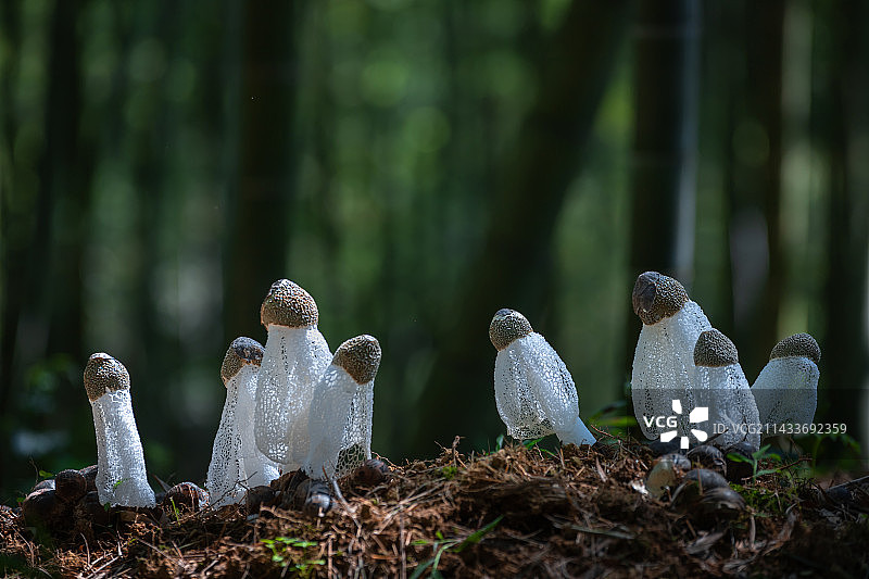 清早竹林里正在生长的竹荪图片素材