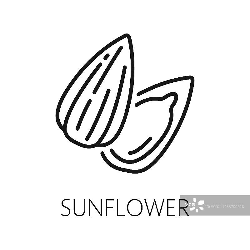 葵花籽分离轮廓谷物食品小吃图片素材
