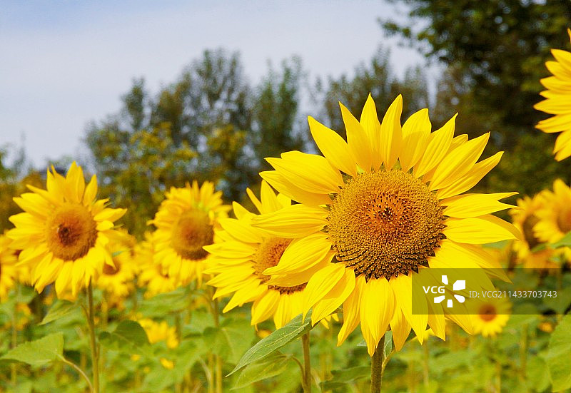 向日葵图片素材