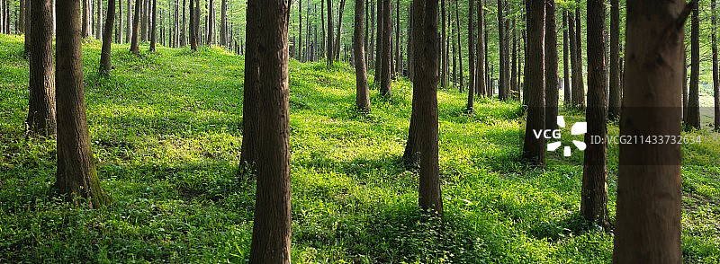 森林中生长的树木图片素材