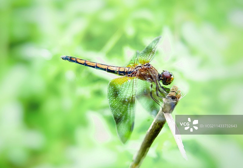蜻蜓图片素材