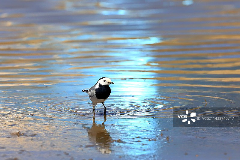 白鹡鸰图片素材