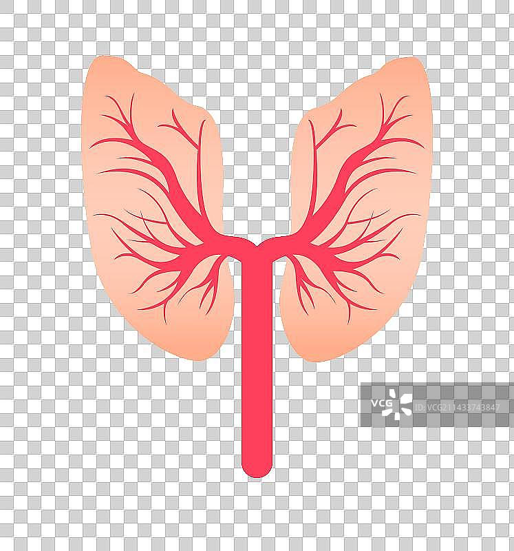 人体器官肺部健康图片素材