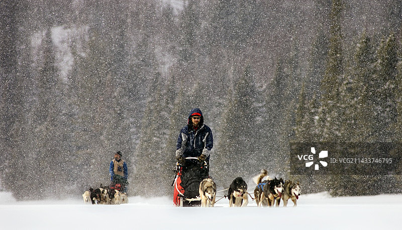 明尼苏达州狗拉雪橇图片素材