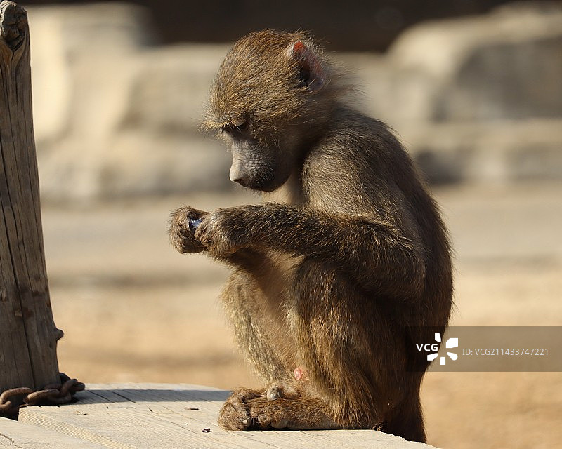 猴子坐在户外的特写镜头图片素材