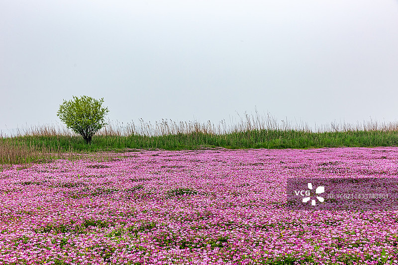 安徽嬉子湖景区紫云英花草风光图片素材