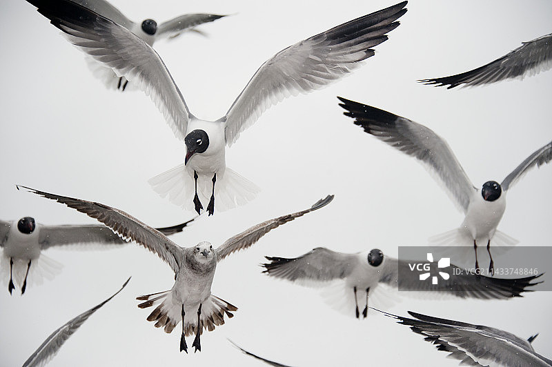 德克萨斯州富尔顿的欢笑海鸥图片素材